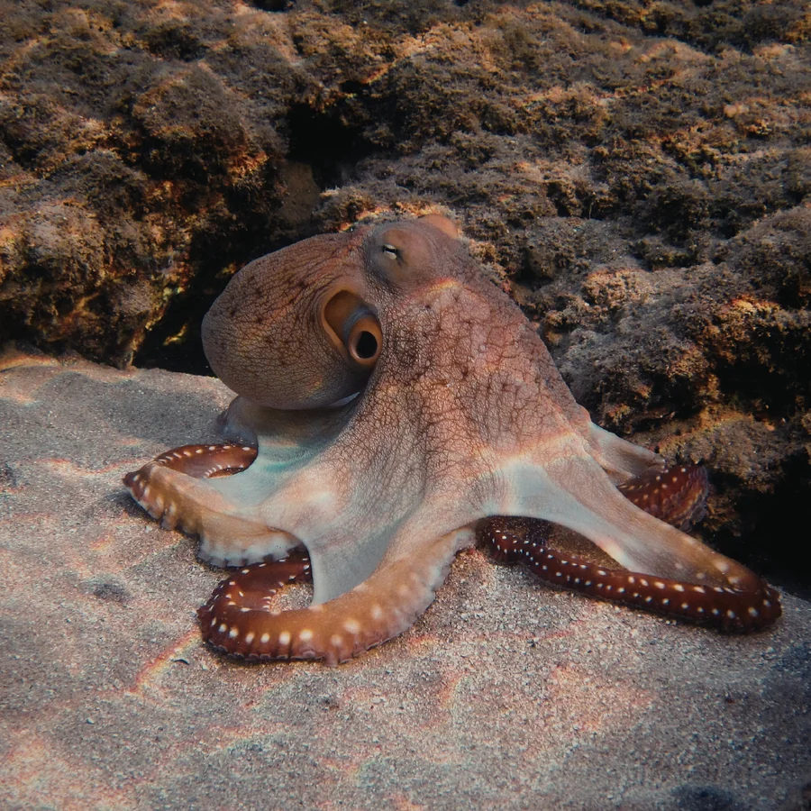 Common Octopus