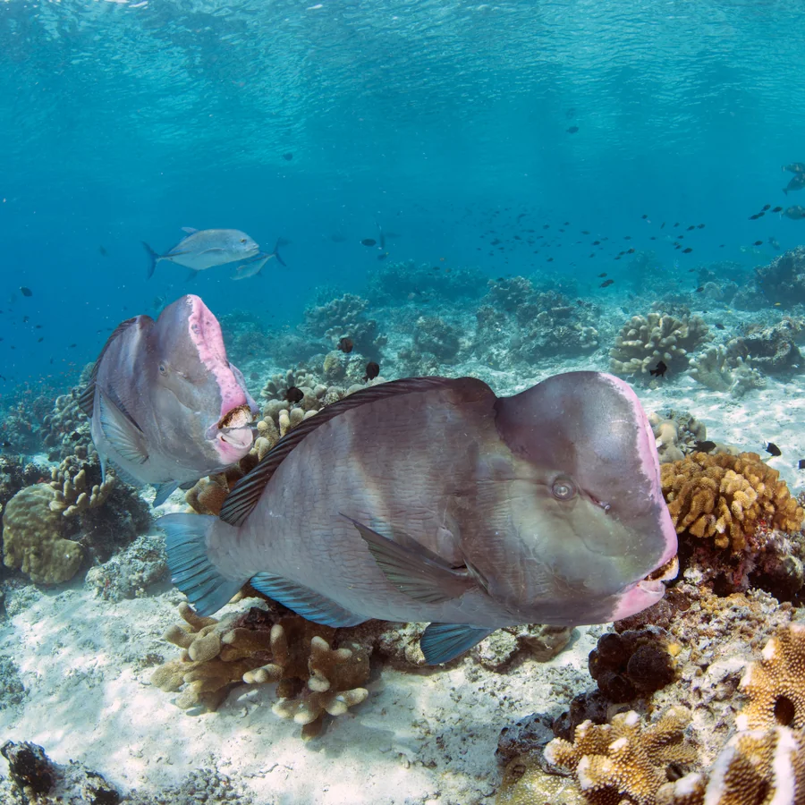 Parrotfish
