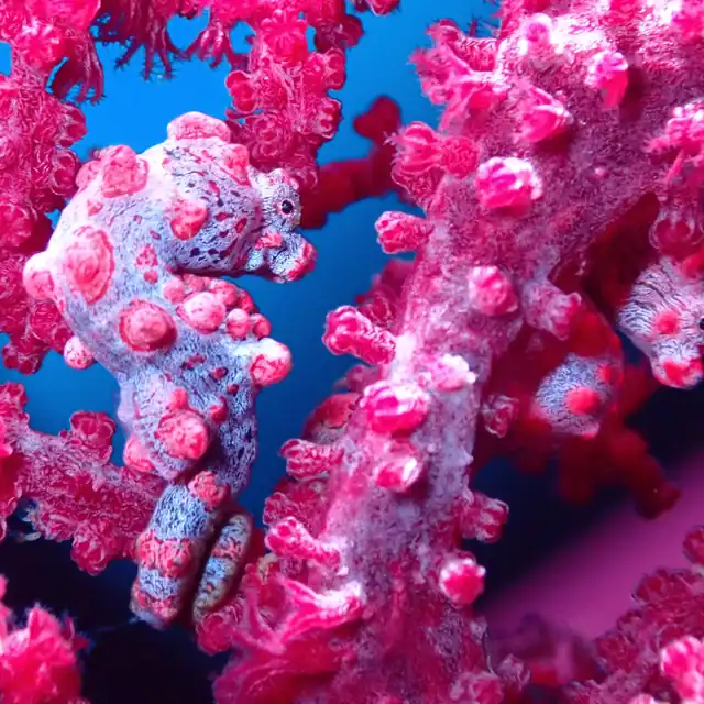 Pygmy Seahorse