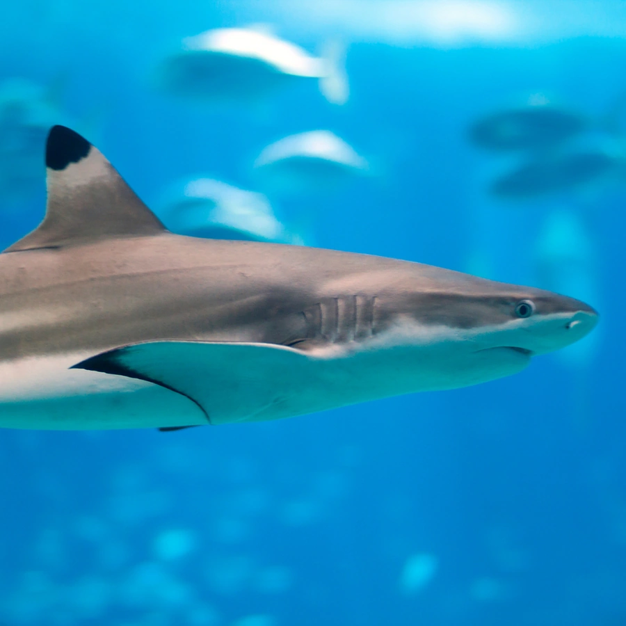 Caribbean Reef Shark