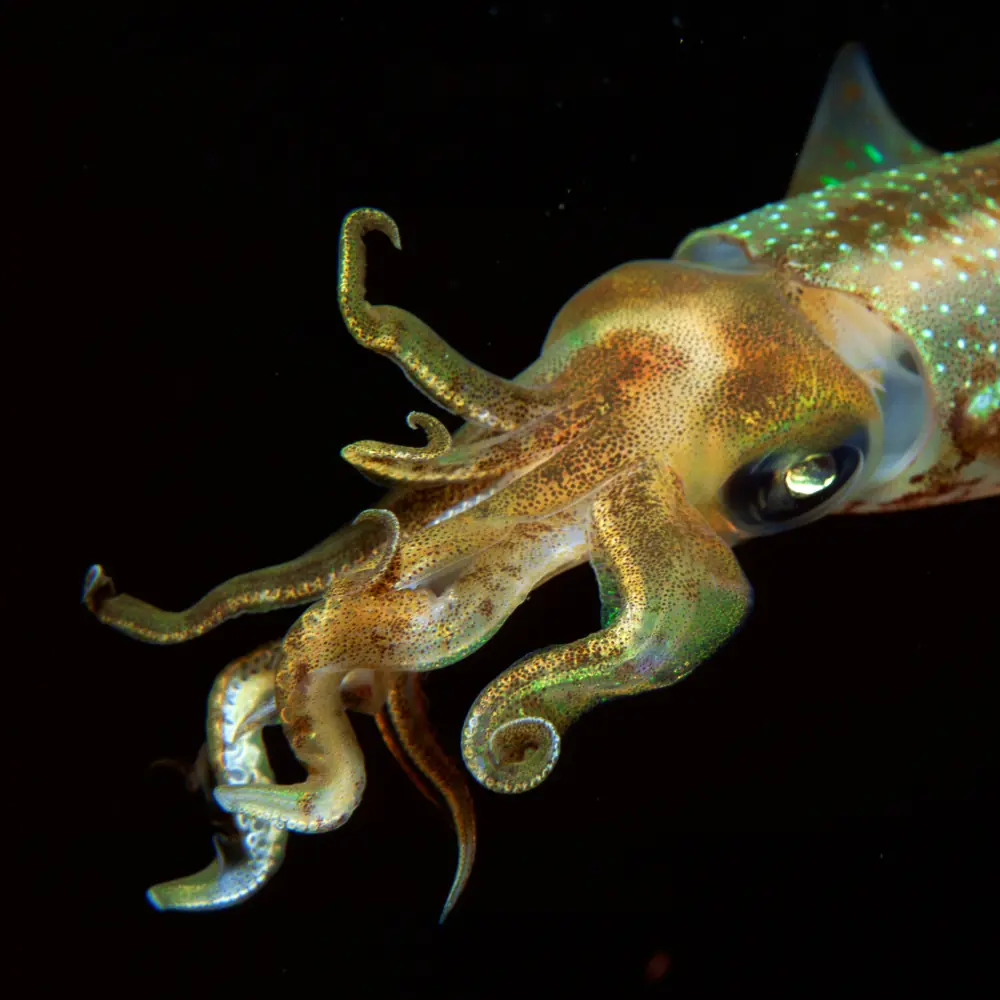Bigfin Reef Squid