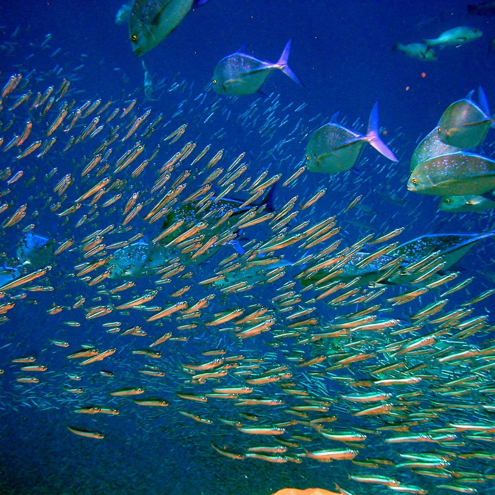 Sardine Run (Sardinella)