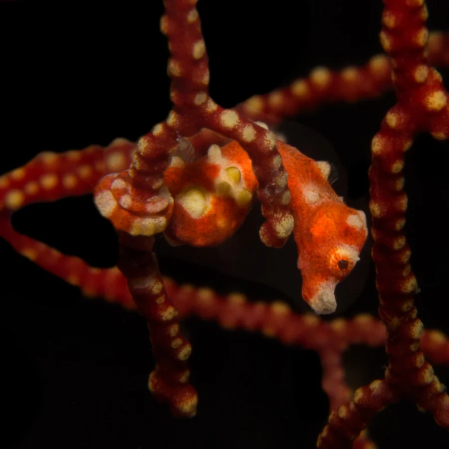 Seahorses