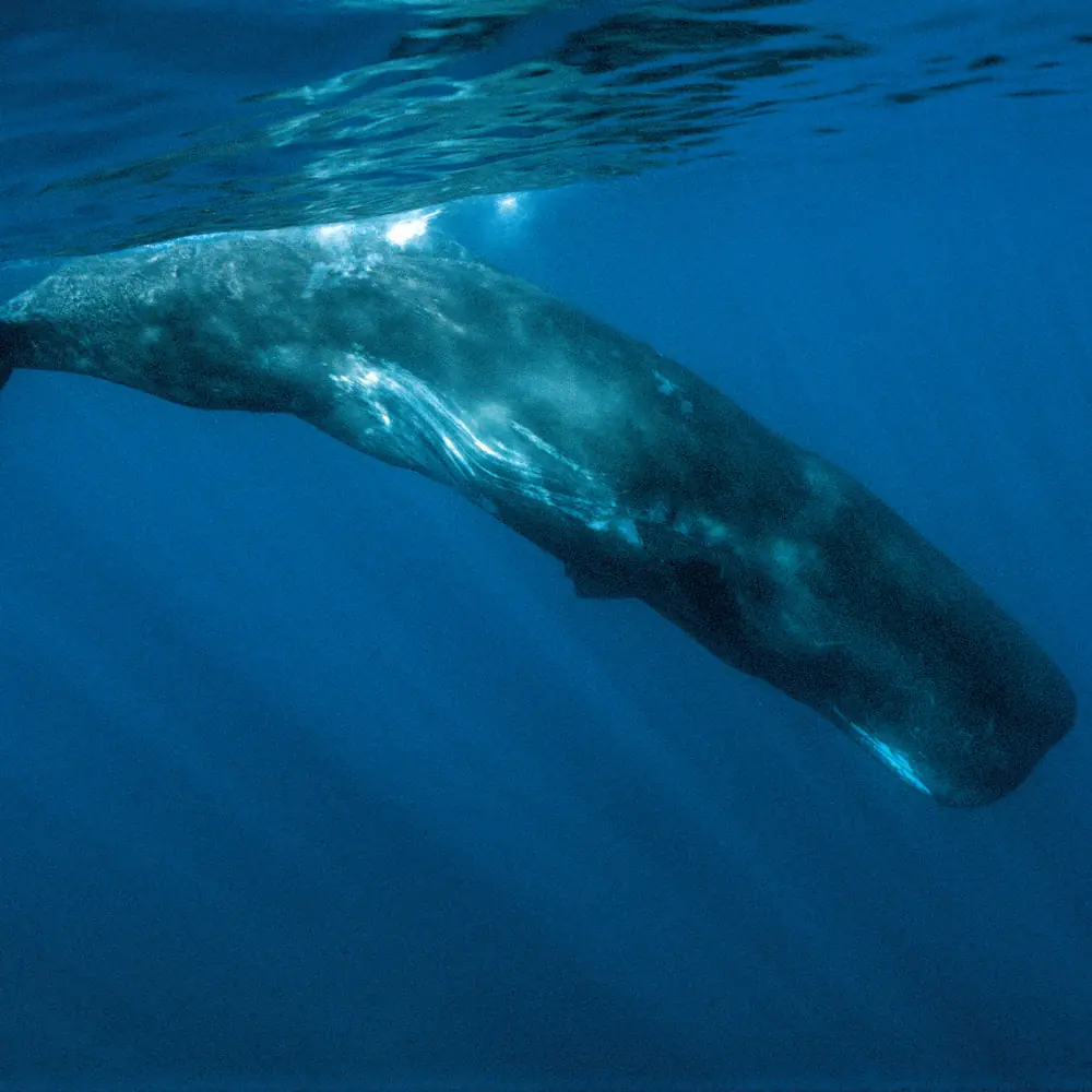 Sperm Whale