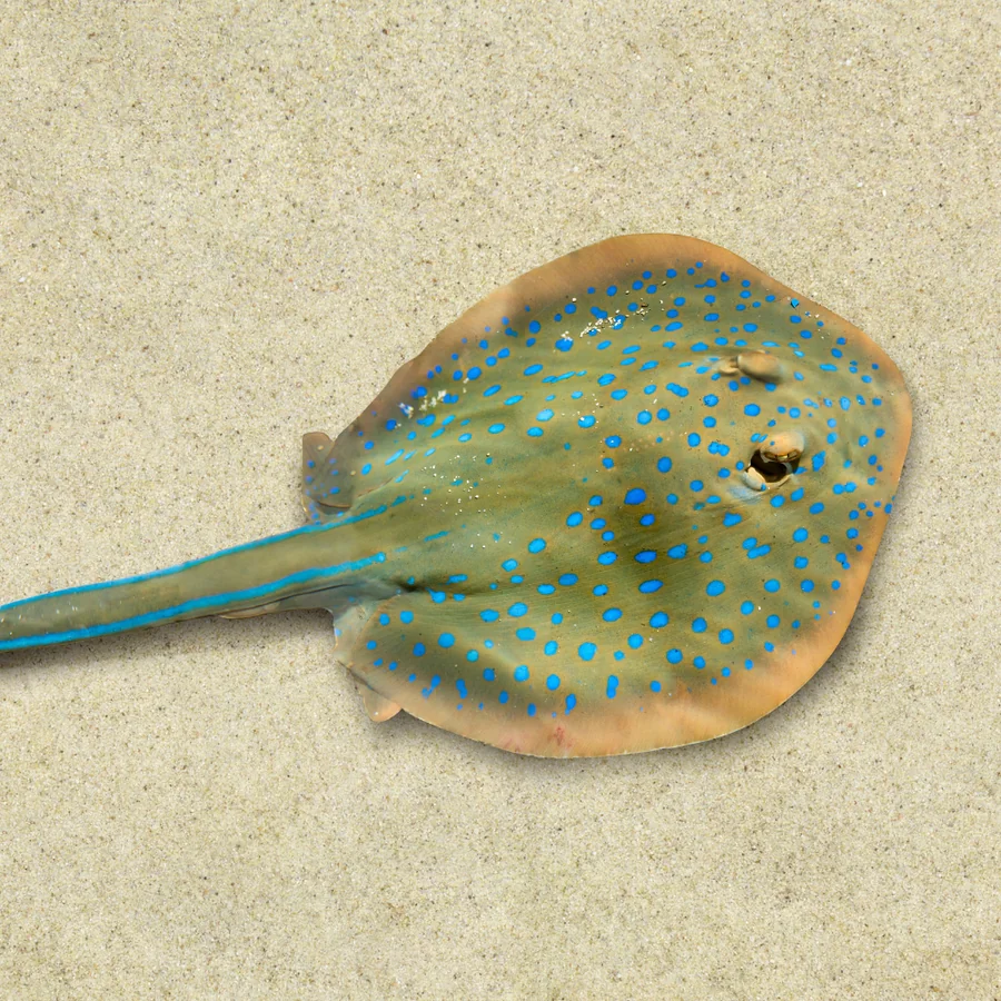 Common Stingray