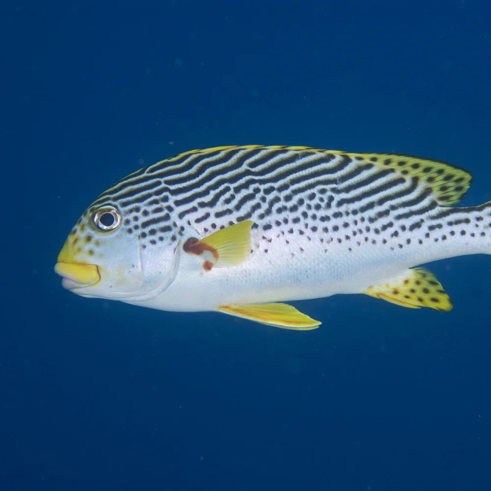 Sweetlips