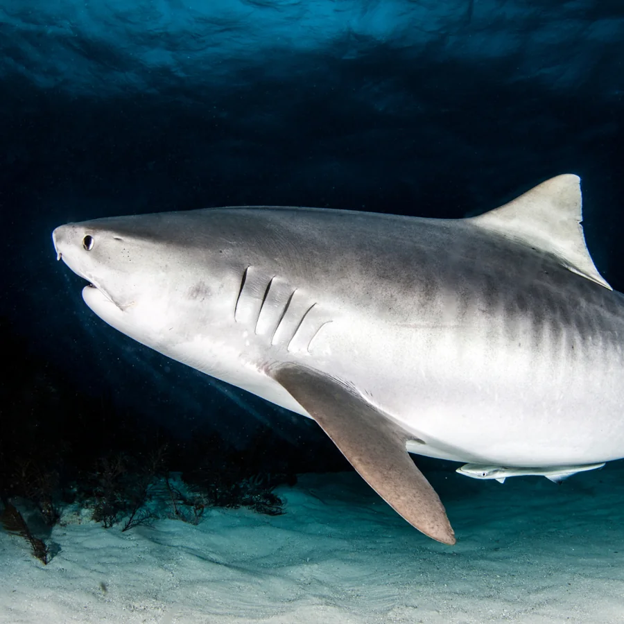 Tiger Shark