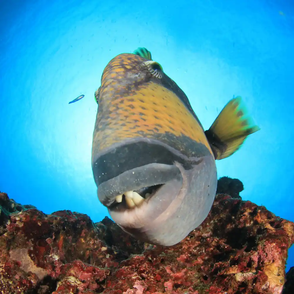 Titan Triggerfish