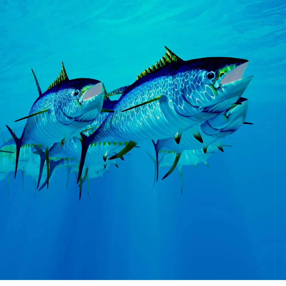 Greater Amberjack