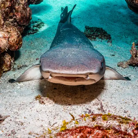Whitetip Reef Shark