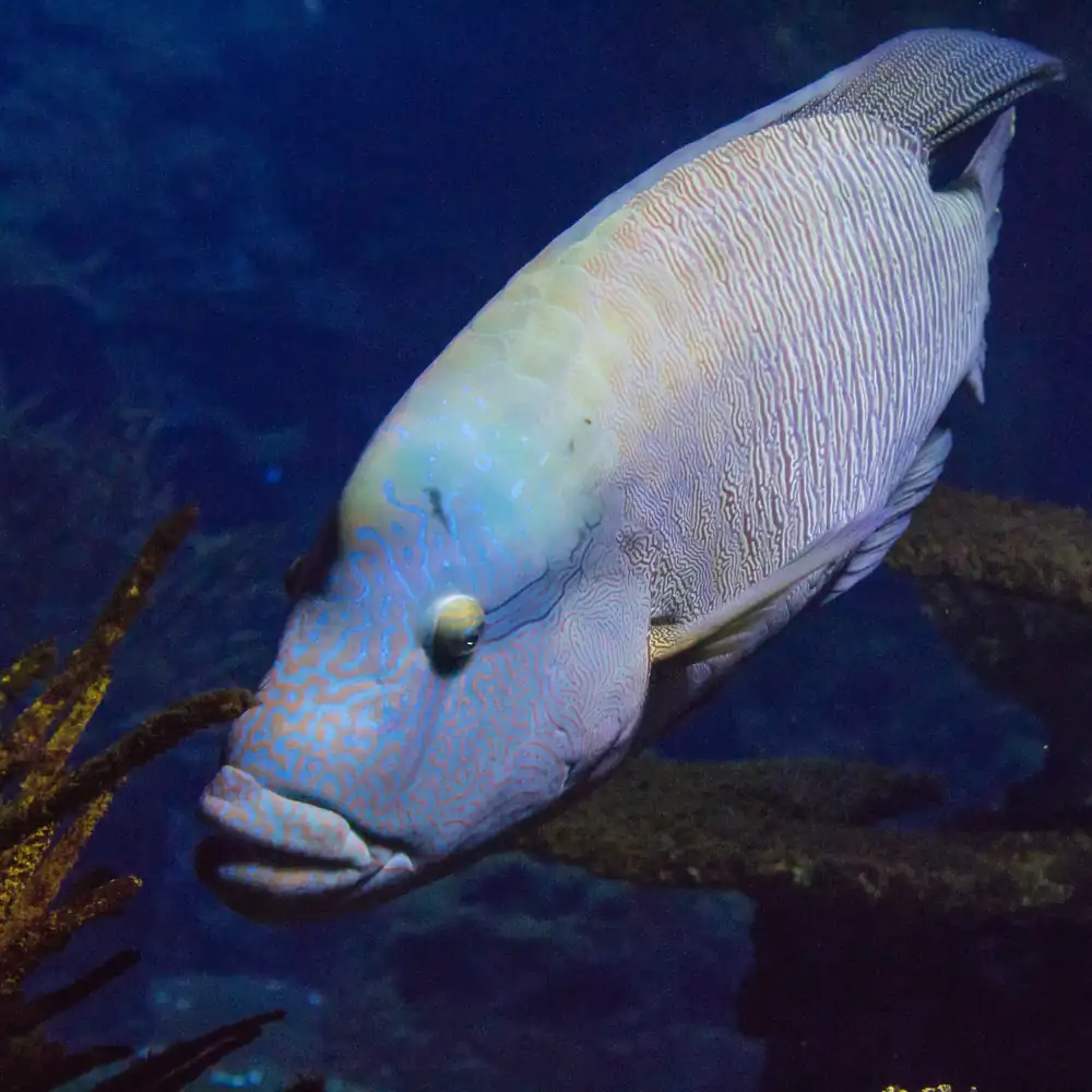 Ornate Wrasse